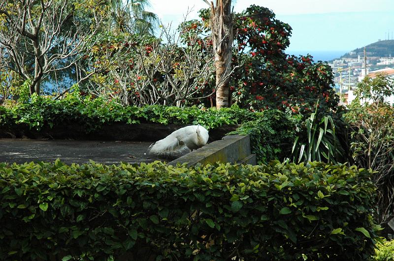 White peacock.JPG